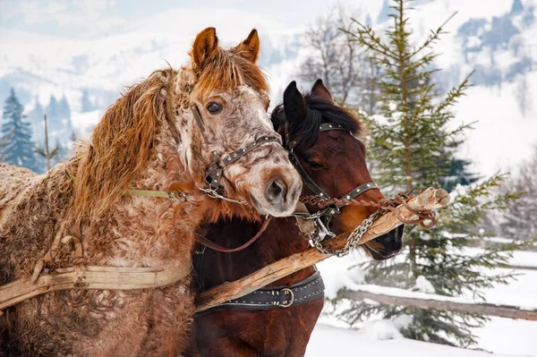 Ritratto Ravvicinato Cavallo Montagna Inverno — Foto Stock