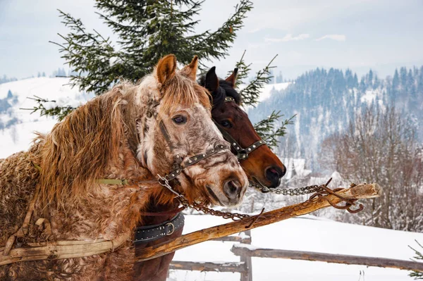 冬の山の中の馬のクローズアップ肖像画 — ストック写真