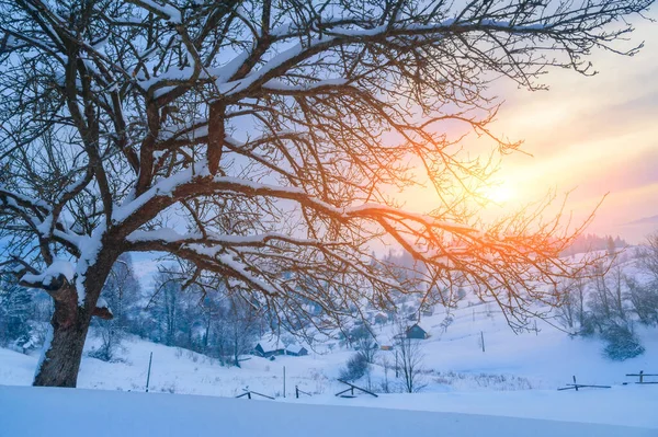 Dennenbomen Bedekt Met Sneeuw Bergen Aan Horizon Prachtig Winterlandschap — Stockfoto
