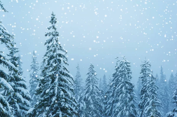 Fantastiska Tallar Skog Täckt Med Snö Vackert Vinterlandskap — Stockfoto