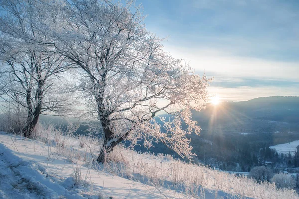 Krásná Zimní Krajina Strom Pokrytý Ledem Sněhem — Stock fotografie