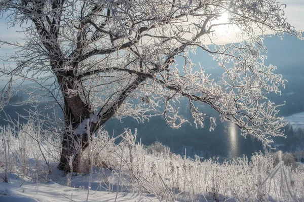 Krásná Zimní Krajina Strom Pokrytý Ledem Sněhem — Stock fotografie