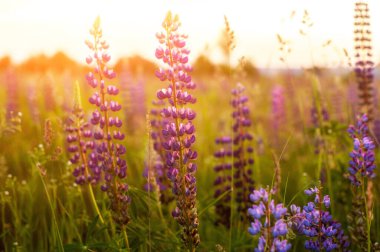 Güzel mavi ve mor lupinler kırsal alanda gündoğumunda (günbatımında). Doğal çiçek arkaplanı