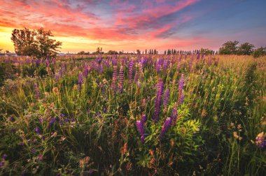 Güzel mavi ve mor lupinler kırsal alanda gündoğumunda (günbatımında). Doğal çiçek arkaplanı 