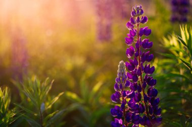 Güzel mavi ve mor lupinler kırsal alanda gündoğumunda (günbatımında). Doğal çiçek arkaplanı