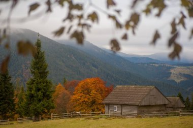 Renkli sonbahar ormanı. Şaşırtıcı manzara