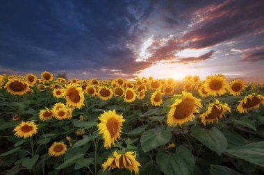 Güzel ayçiçeği tarlası