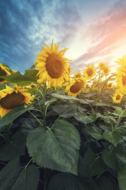 Güzel ayçiçeği tarlası