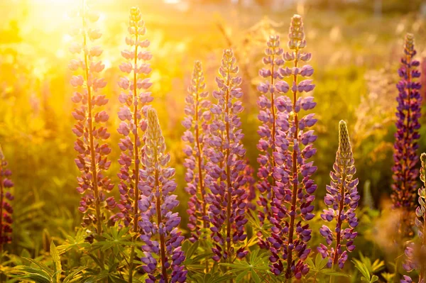 Belos Tremoços Azuis Violetas Campo Rural Nascer Sol Pôr Sol — Fotografia de Stock