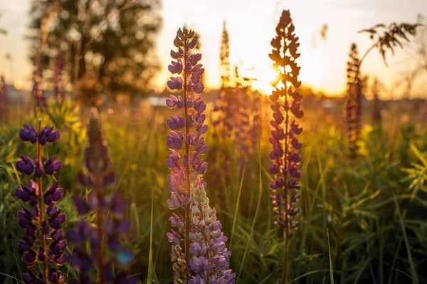 Hermosos Altramuces Azules Violetas Campo Rural Amanecer Atardecer Fondo Floral —  Fotos de Stock