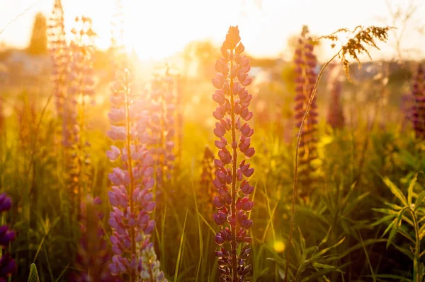 Belos Tremoços Azuis Violetas Campo Rural Nascer Sol Pôr Sol — Fotografia de Stock