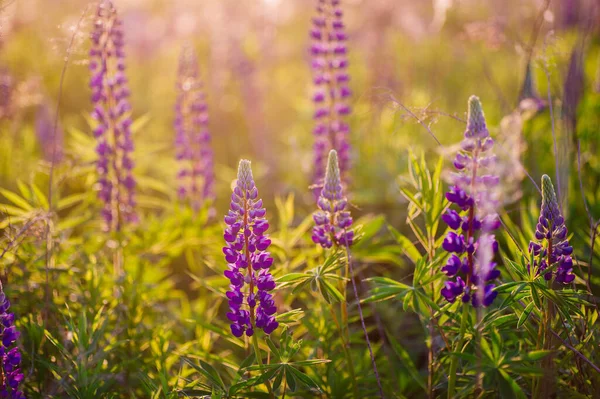 Hermosos Altramuces Azules Violetas Campo Rural Amanecer Atardecer Fondo Floral —  Fotos de Stock