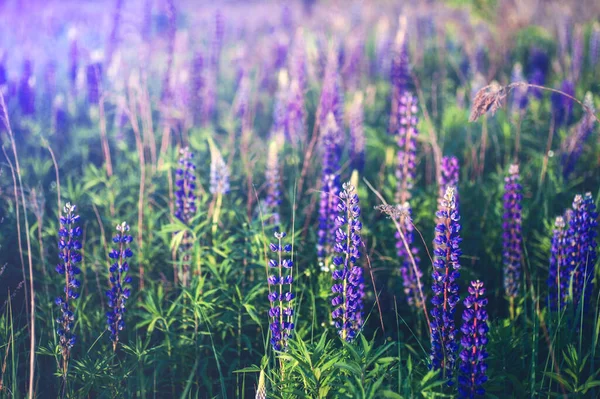 Bellissimi Lupini Blu Viola Campo Rurale All Alba Tramonto Sfondo — Foto Stock