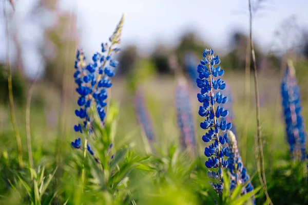 Beaux Lupins Bleus Violets Dans Champ Rural Lever Soleil Coucher — Photo