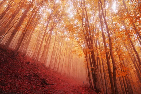 Hermoso Bosque Otoño Colorido Con Hojas Caídas Fondo Natural — Foto de Stock