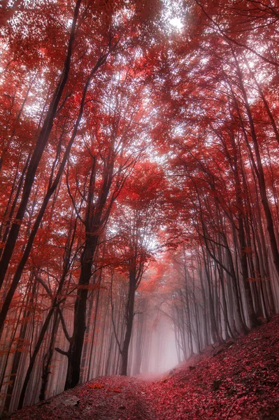 Волшебный Туманный Осенний Лес Красивый Пейзаж — стоковое фото