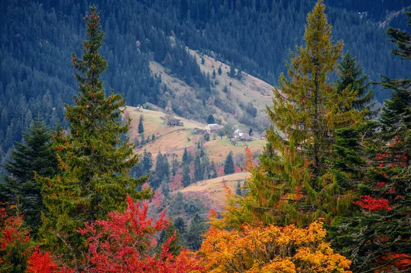 Forêt Automne Colorée Paysage Incroyable — Photo