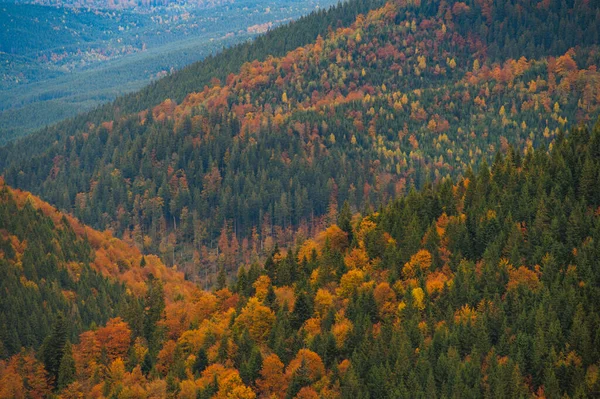 Forêt Automne Colorée Paysage Incroyable — Photo