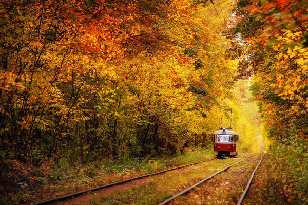 Kırmızı retro tramvay, büyülü, derin, güneşli, renkli ormanda. şaşırtıcı doğal sonbahar arkaplanı