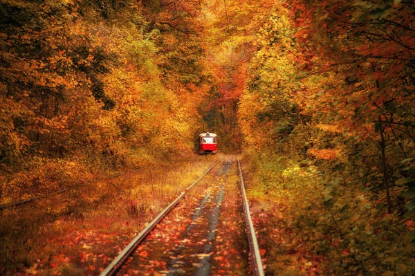 Red Retro Tram Magical Deep Sunny Colorful Forest Amazing Natural — Stock Photo, Image