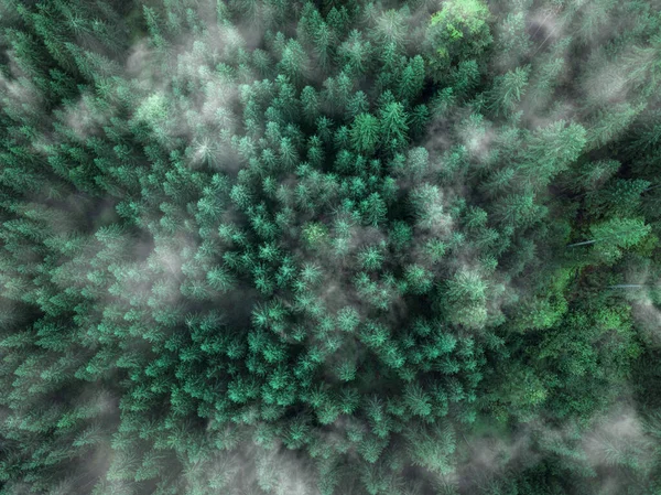 Arial Veiw Green Forest Výstřel Dronu — Stock fotografie