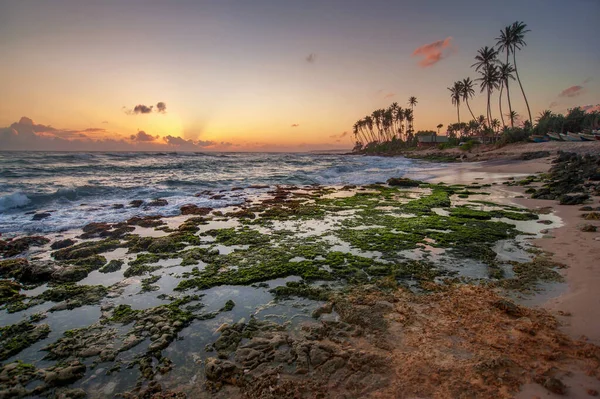 Дивовижний Індійський Океанський Пляж Заході Сонця Рядними Долонями Горизонті Екзотичні — стокове фото