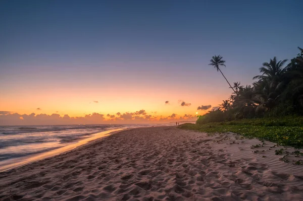 Niesamowita Indyjska Plaża Oceaniczna Zachodzie Słońca Rzędem Palm Horyzoncie Egzotyczne — Zdjęcie stockowe