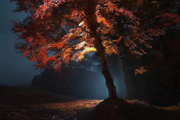 Bela Floresta Outono Colorido Com Folhas Caídas Fundo Natural — Fotografia de Stock
