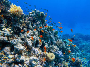 Kızıl denizin dibindeki renkli mercanlar ve egzotik balıklar. Güzel doğal yaz geçmişi