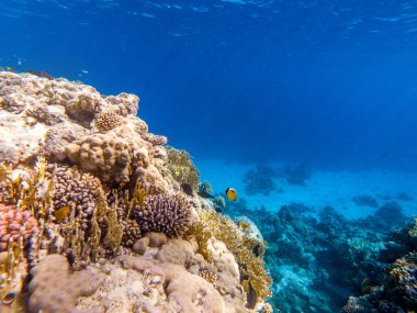 Kızıl denizin dibindeki renkli mercanlar ve egzotik balıklar. Güzel doğal yaz geçmişi