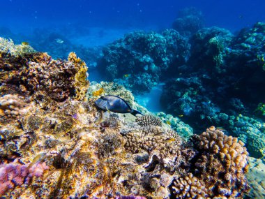 Kızıl denizin dibindeki renkli mercanlar ve egzotik balıklar. Güzel doğal yaz geçmişi