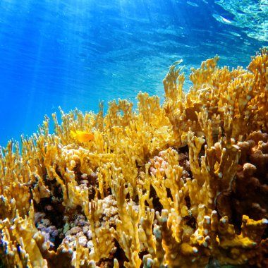 Kızıl denizin dibindeki renkli mercanlar ve egzotik balıklar. Güzel doğal yaz geçmişi