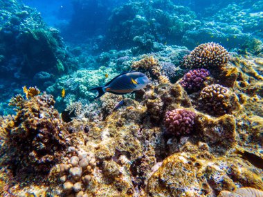 Kızıl denizin dibindeki renkli mercanlar ve egzotik balıklar. Güzel doğal yaz geçmişi
