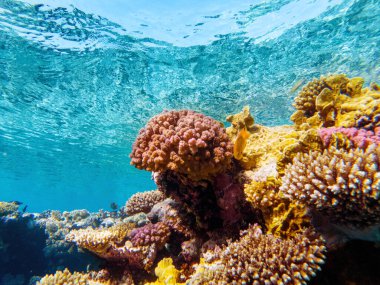 Kızıl denizin dibindeki renkli mercanlar ve egzotik balıklar. Güzel doğal yaz geçmişi