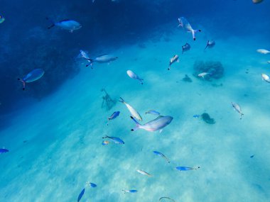 Kızıl denizin dibindeki renkli mercanlar ve egzotik balıklar. Güzel doğal yaz geçmişi