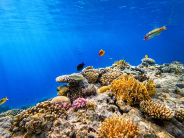 Kızıl denizin dibindeki renkli mercanlar ve egzotik balıklar. Güzel doğal yaz geçmişi