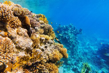Kızıl denizin dibindeki renkli mercanlar ve egzotik balıklar. Güzel doğal yaz geçmişi