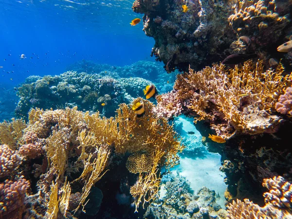 Барвисті Корали Екзотичні Риби Дні Червоного Моря Красивий Природний Літній — стокове фото