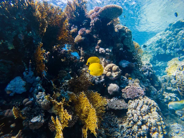 紅海の底のカラフルなサンゴとエキゾチックな魚です 美しい自然夏の背景 — ストック写真