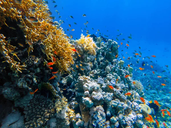 Colorful Corals Exotic Fishes Bottom Red Sea Beautiful Natural Summer — Stock Photo, Image