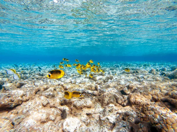 Coralli Colorati Pesci Esotici Fondo Mare Rosso Bellissimo Sfondo Estivo — Foto Stock