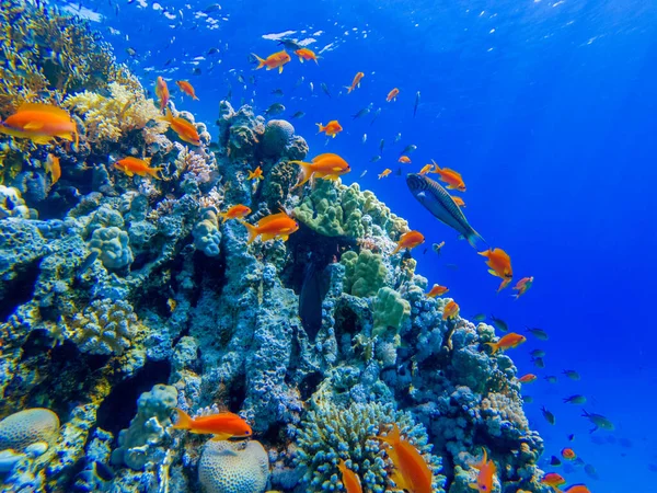 Corais Coloridos Peixes Exóticos Fundo Mar Vermelho Fundo Verão Natural — Fotografia de Stock