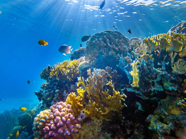 Bunte Korallen Und Exotische Fische Grund Des Roten Meeres Schöne lizenzfreie Stockbilder