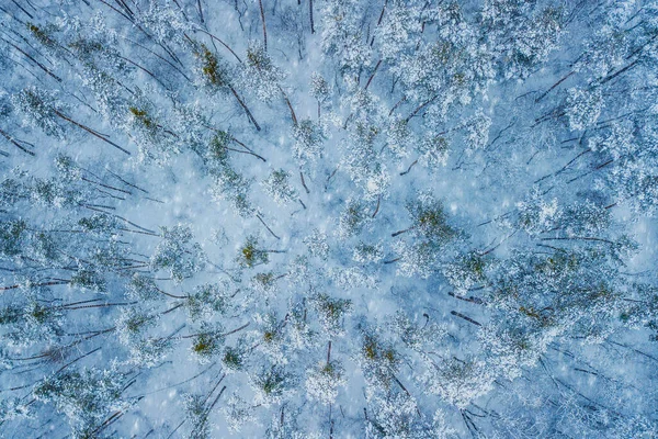 Flygfoto Vintergröna Christmass Skog Uppifrån Ett Drönarskott Naturlig Vinter Bakgrund — Stockfoto