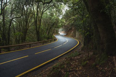Dağ yılanı, sisli bir defne ormanında sisli bir yolda boş bir yol. Anaga, Tenerife, Kanarya Adaları