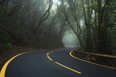 Dağ yılanı, sisli bir defne ormanında sisli bir yolda boş bir yol. Anaga, Tenerife, Kanarya Adaları
