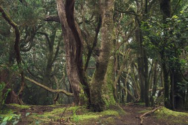 Sisin içinde antik bir defne ormanı. Anaga, Tenerife, Kanarya Adaları