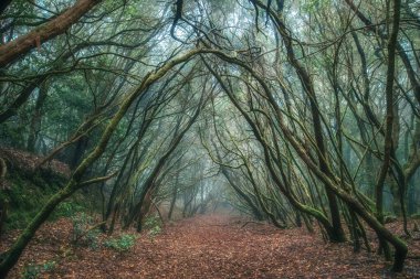 Sisin içinde antik bir defne ormanı. Anaga, Tenerife, Kanarya Adaları