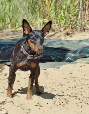 Minyatür Pinscher, nehrin kıyısında, kumların üzerinde siyah ve bronz tenli..