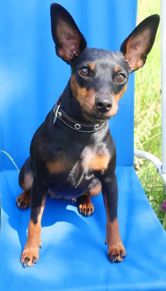 Miniaturní Pinscher Zblízka Portrét Inteligentní Pozorný Pohled Nejmenšího Servisního Psa — Stock fotografie